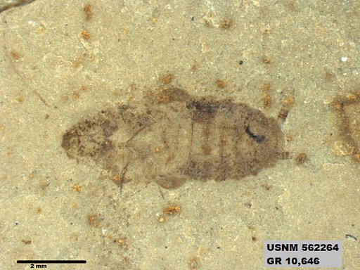 Insecta