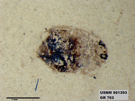 Insecta