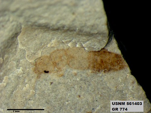 Insecta