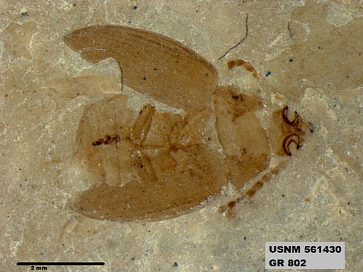 Insecta