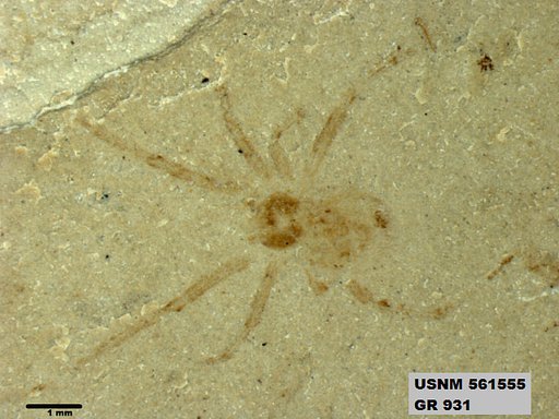 Insecta