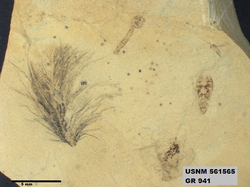 Insecta