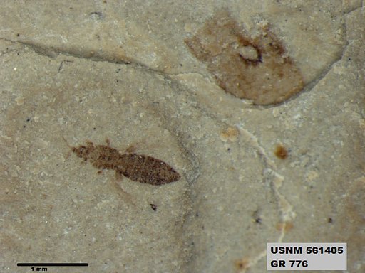 Insecta