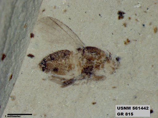 Insecta