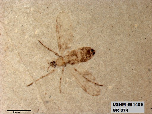Insecta