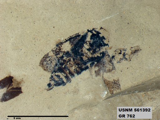 Insecta