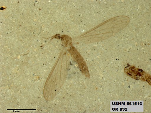 Genus sp