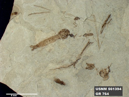Genus sp