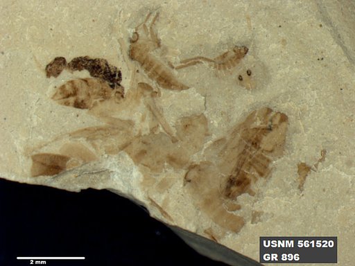 Genus sp