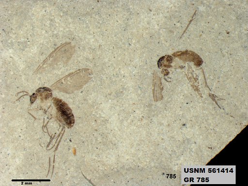 Insecta