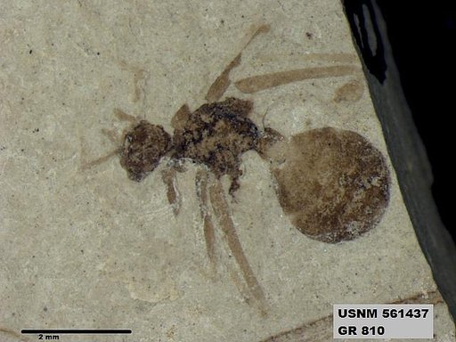 Insecta
