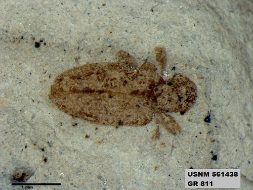Insecta