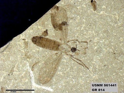 Insecta