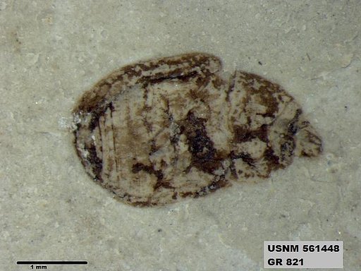 Insecta