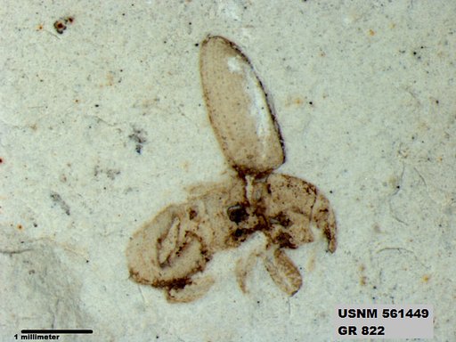 Insecta