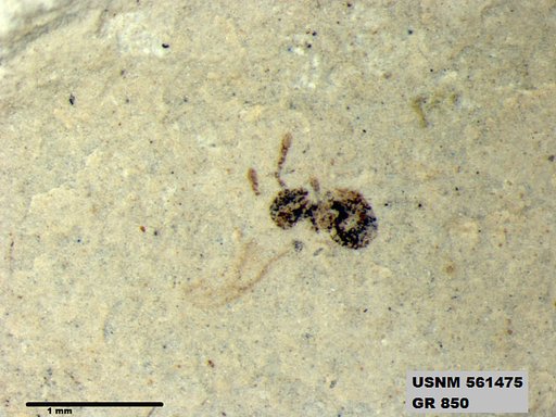 Tipula sp