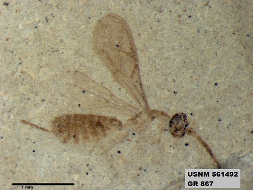Genus sp