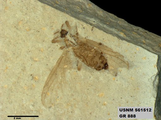 Insecta