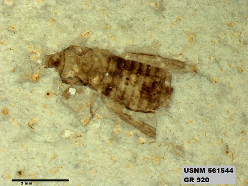 Insecta