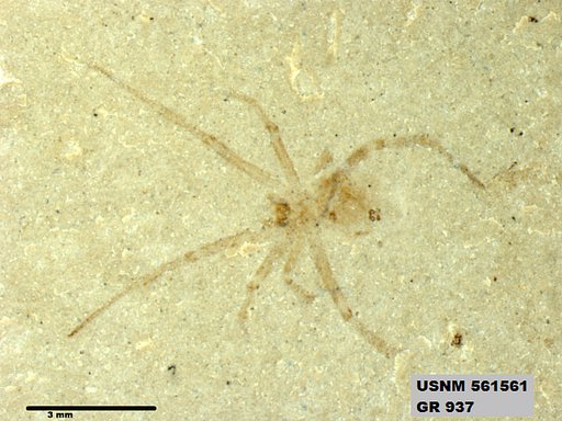 Genus sp