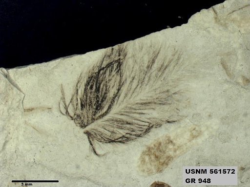 Genus sp