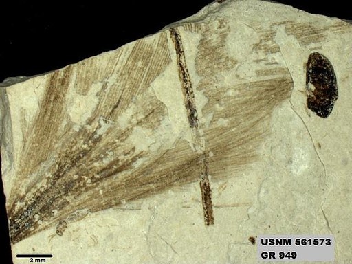 Insecta