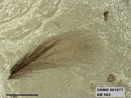 Insecta