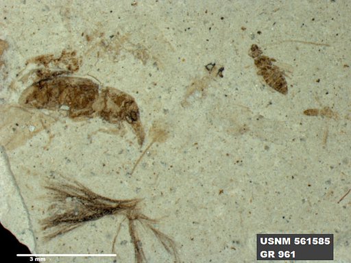 Genus sp