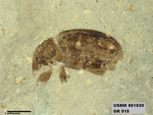 Insecta