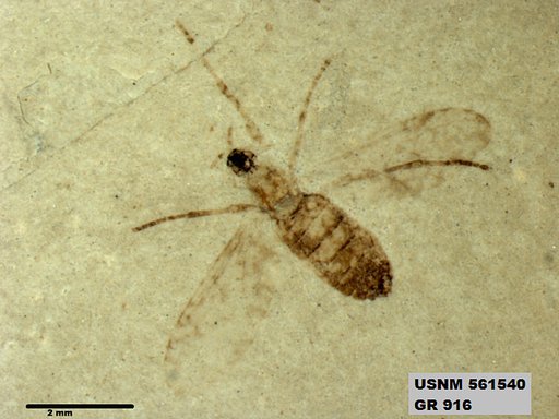 Insecta