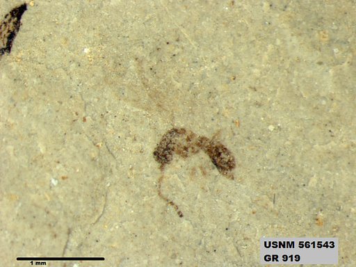 Insecta