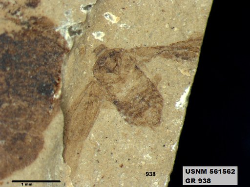 Insecta