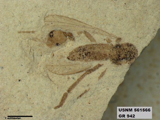 Genus sp