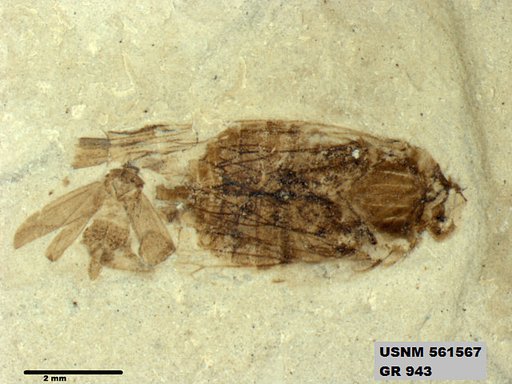 Genus sp
