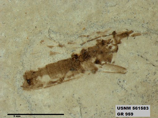 Genus sp