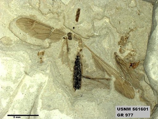 Genus sp