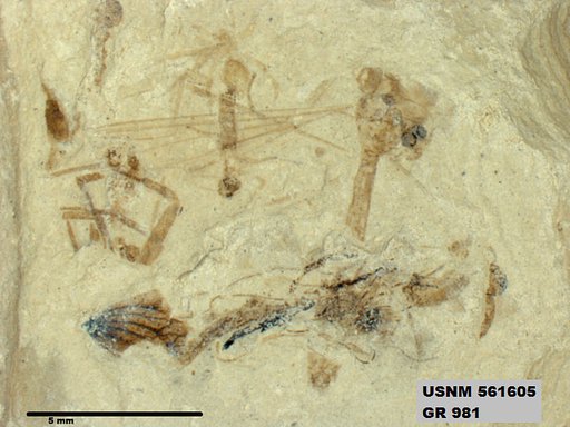 Genus sp