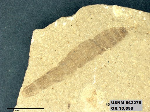 Insecta