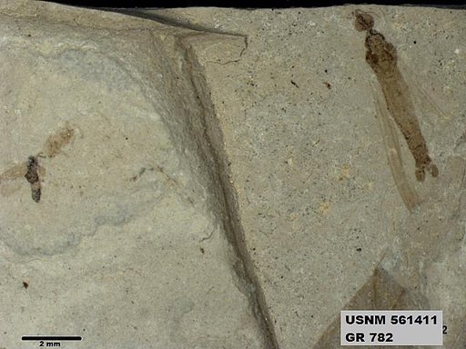 Insecta