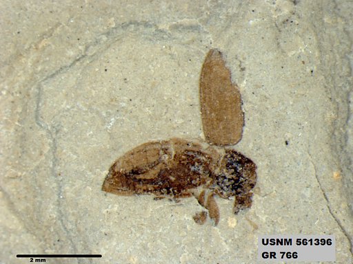 Insecta