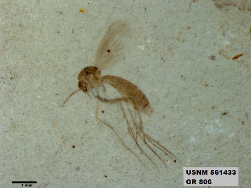 Insecta