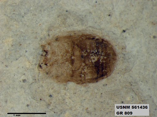Insecta