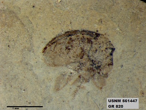Insecta