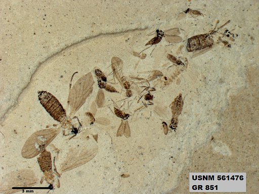 Insecta