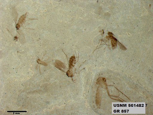 Genus sp