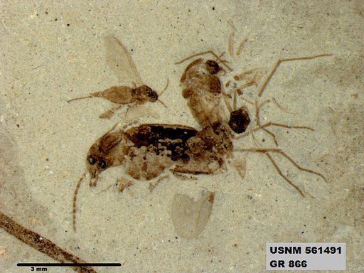 Genus sp