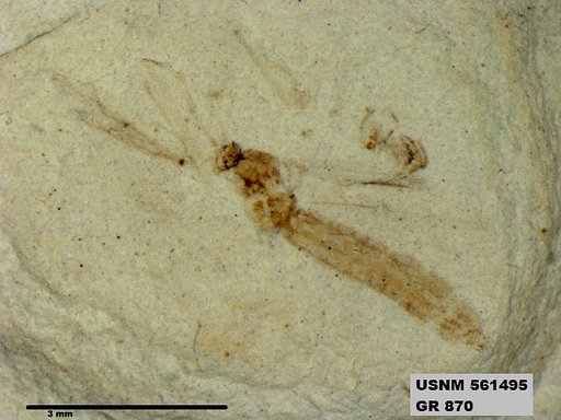 Insecta