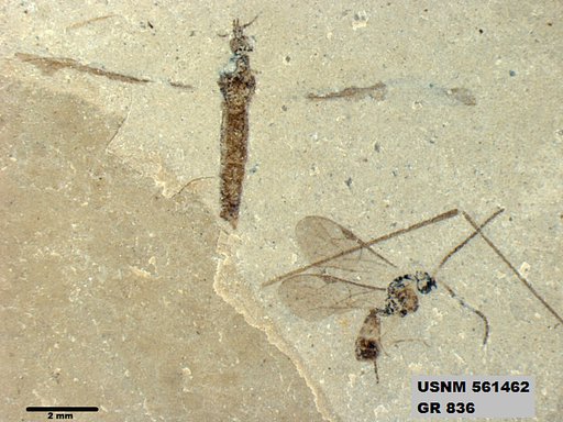 Genus sp