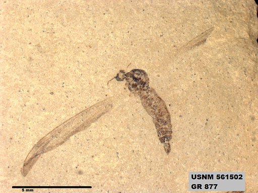 Insecta