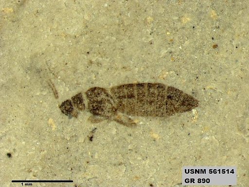 Insecta